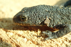 Ichthyosaura alpestris alpestris