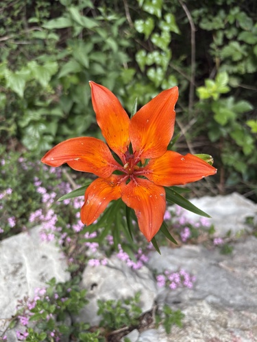 Orange lily
