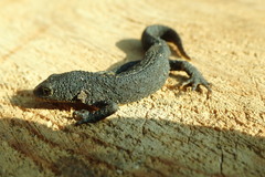 Ichthyosaura alpestris alpestris