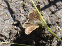 Piruna pirus