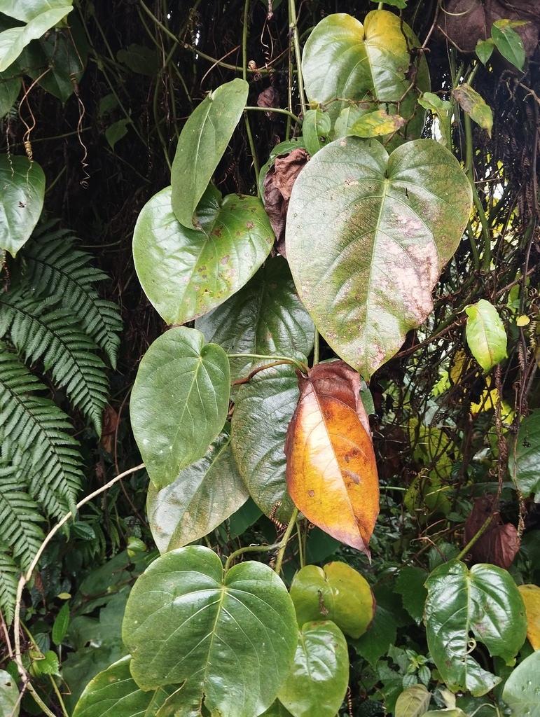 Sweet granadilla (Passiflora ligularis)