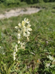 Orchis provincialis, photograph (c) Francesco Santoro, some rights reserved (CC BY)