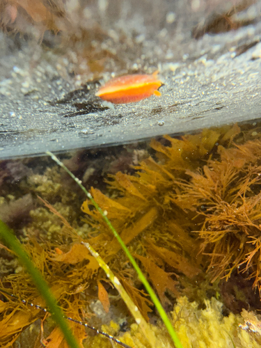 Doriopsilla albopunctata