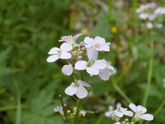 Cardamine macrophylla