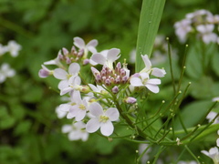 Cardamine macrophylla