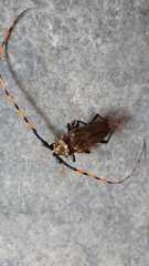 Retrachydes thoracicus