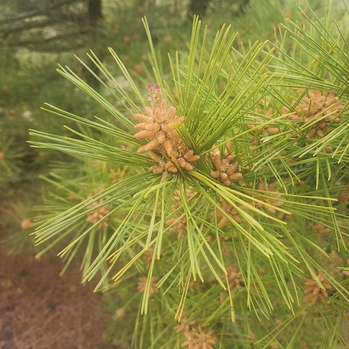 Pinus thunbergii, photograph 2