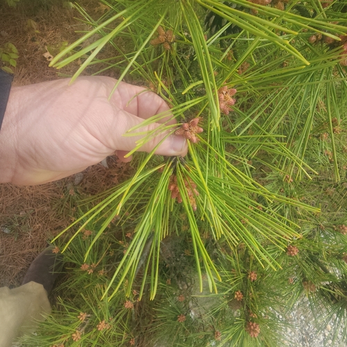 Pinus thunbergii, photograph 3