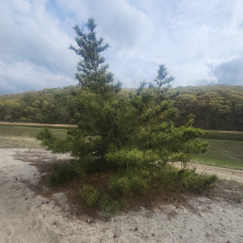 Pinus thunbergii, photograph 4