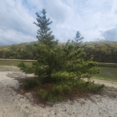 Pinus thunbergii, photograph (c) Peter A. Greenberg, some rights reserved (CC BY)