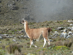 Lama glama