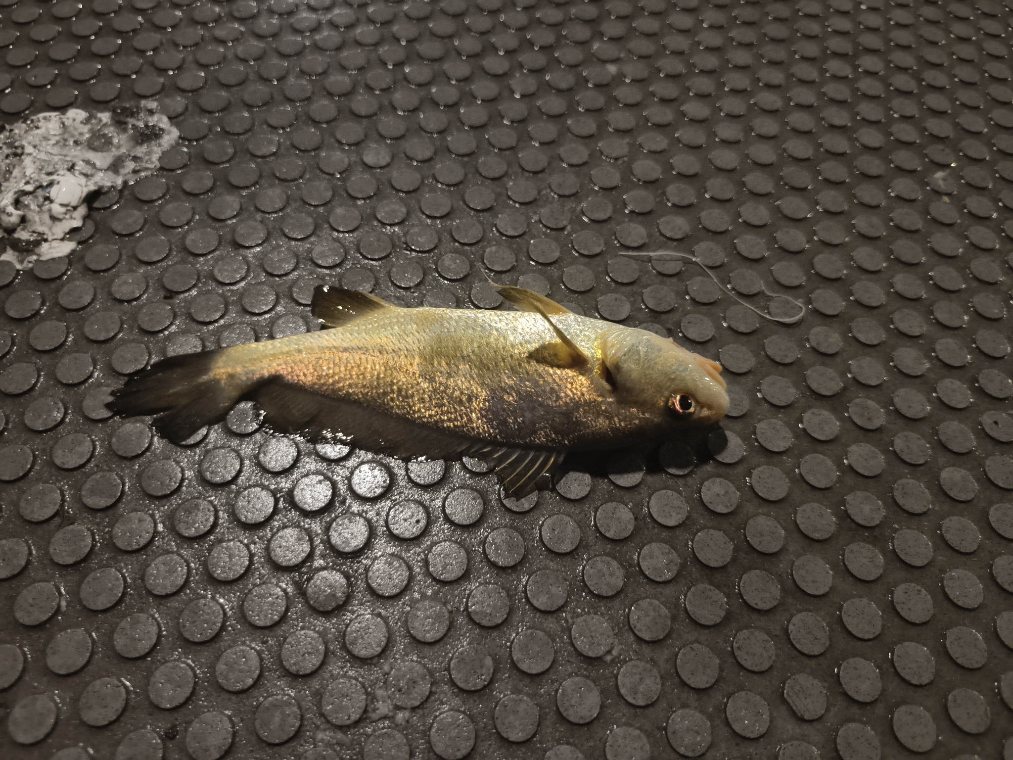 Bottlenose Jewfish photo 2