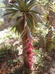 Tillandsia eizii