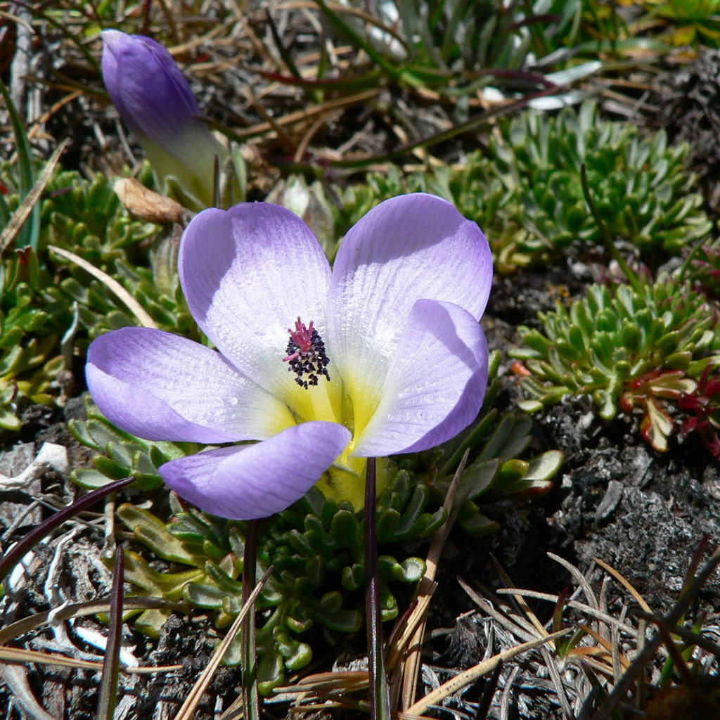 Nototriche phyllanthos