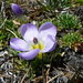 Nototriche phyllanthos - Photo (c) Fabien Anthelme, algunos derechos reservados (CC BY-NC), subido por Fabien Anthelme