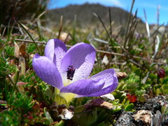 Nototriche phyllanthos