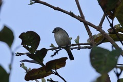 Sporophila caerulescens