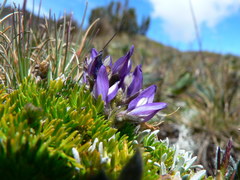 Lupinus microphyllus