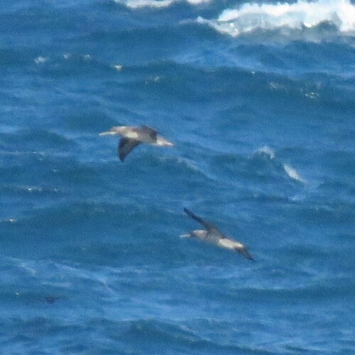 iNaturalist: (c) Dennis Laidler, some rights reserved (CC BY-NC), uploaded by Dennis Laidler iNaturalist image