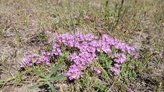 Thymus sibiricus