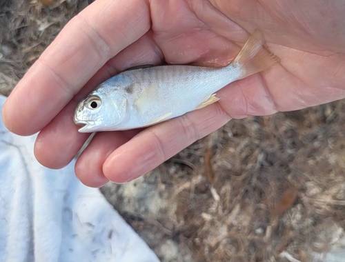 Leiostomus xanthurus