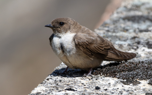 Avión roquero (Ptyonoprogne rupestris)