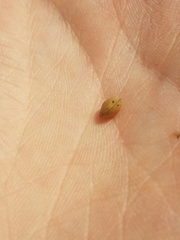 Sphaerium occidentale