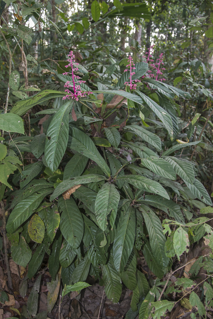 Ardisia pyramidalis