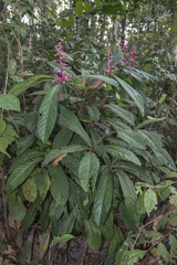Ardisia pyramidalis