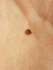 Sphaerium occidentale