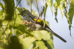 Hemixos flavala flavala