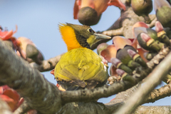 Chrysophlegma flavinucha