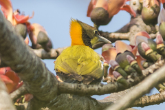 Chrysophlegma flavinucha