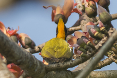 Chrysophlegma flavinucha