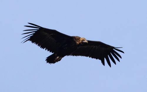 Buitre negro (Aegypius monachus)