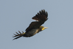 Chrysophlegma flavinucha