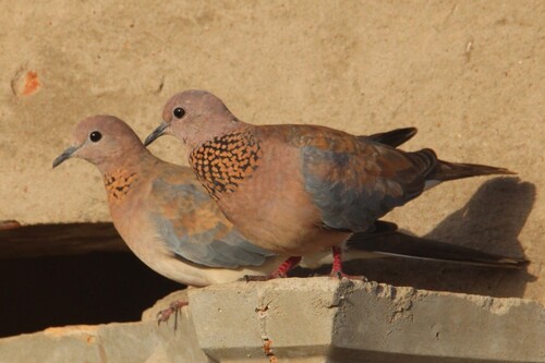 Laughing Dove
