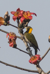 Chrysophlegma flavinucha