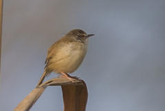 Prinia rufescens