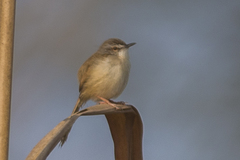 Prinia rufescens