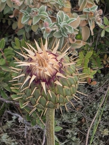 Klasea cretica