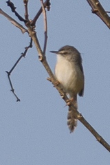 Prinia rufescens