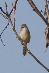 Prinia rufescens