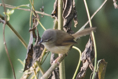 Prinia rufescens