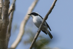 Ficedula westermanni