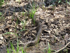 Nerodia erythrogaster