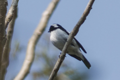 Ficedula westermanni