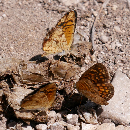 Vesta Crescent