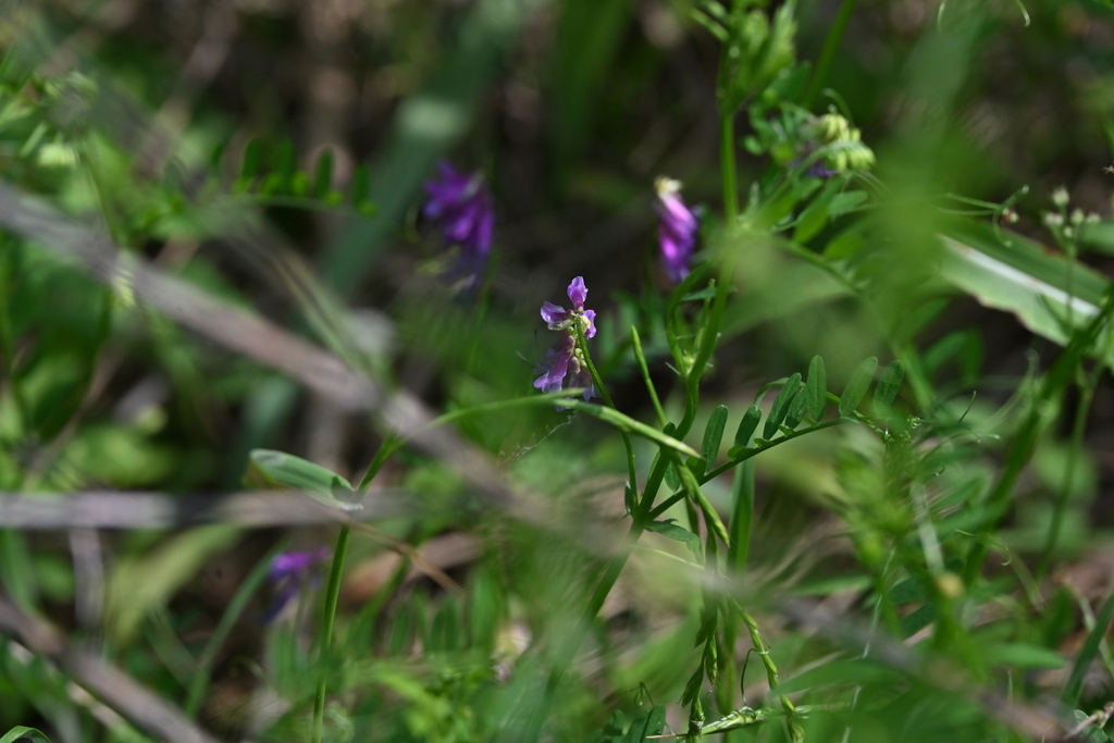 Vicia ludoviciana; photograph author not stated, no rights reserved