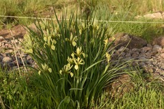 Iris grant-duffii